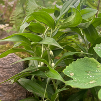 Disporopsis pernyi